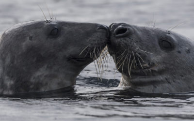 Photographies en mer à Molène